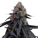 Mimosa Punch semillas Gea Seeds