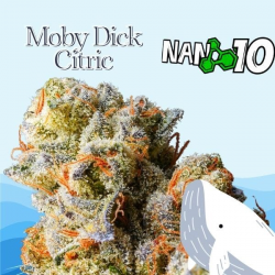 Flores NANO 10 al 61% Mobydick Citric 2gr Cannabis Innovation  Flores CBD