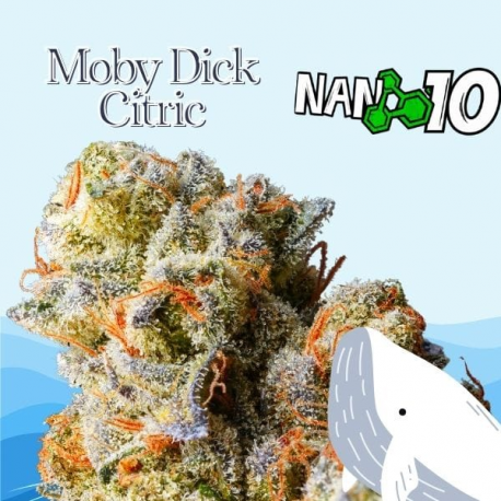 Flores NANO 10 al 61% Mobydick Citric 2gr Cannabis Innovation  Flores CBD
