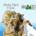 Flores NANO 10 al 61% Mobydick Citric 2gr Cannabis Innovation