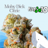 Flores NANO 10 al 61% Mobydick Citric 2gr Cannabis Innovation