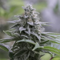 Zkittlez 2.0 semilla Silent Seeds  SILENT SEEDS