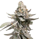GMO semillas Gea Seeds  GEA SEEDS