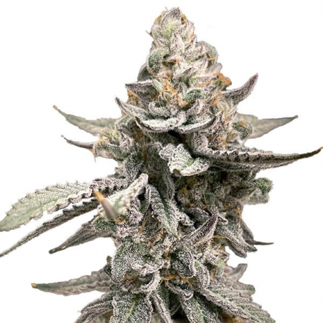 GMO semillas Gea Seeds  GEA SEEDS