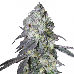 Lemon Bean semillas Gea Seeds  GEA SEEDS