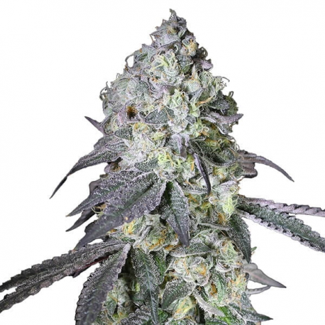 Lemon Bean semillas Gea Seeds  GEA SEEDS