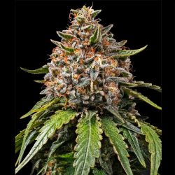White Widow XXL (no auto) semilla Barney's Farm Seeds BARNEY´S FARM SEEDS  BARNEY´S FARM