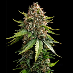 White Widow XXL Auto semilla Barney's Farm Seeds BARNEY´S FARM SEEDS  BARNEY´S FARM