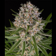 Lemon Haze Auto semilla Barney's Farm Seeds BARNEY´S FARM SEEDS  BARNEY´S FARM
