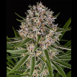 Lemon Haze Auto semilla Barney's Farm Seeds BARNEY´S FARM SEEDS  BARNEY´S FARM