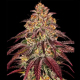 Mimosa x Orange Punch Auto semilla Barney's Farm Seeds BARNEY´S FARM SEEDS  BARNEY´S FARM