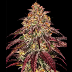 Mimosa x Orange Punch Auto semilla Barney's Farm Seeds BARNEY´S FARM SEEDS  BARNEY´S FARM