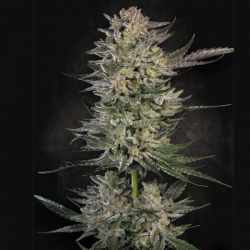 Candy Breath semillas Paradise seeds PARADISE SEEDS PARADISE SEEDS