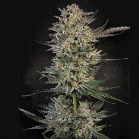 Candy Breath semillas Paradise seeds PARADISE SEEDS PARADISE SEEDS