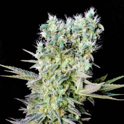 Northern Lights X semilla Genehtik Seeds GENEHTIK GENEHTIK SEEDS