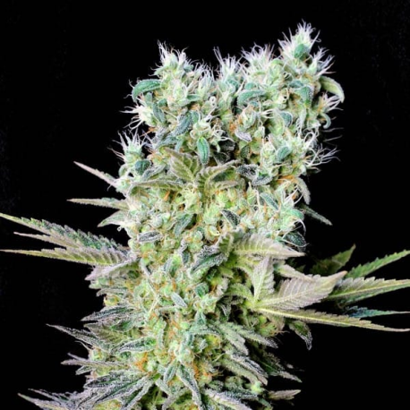Northern Lights X semilla Genehtik Seeds GENEHTIK GENEHTIK SEEDS
