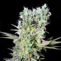 Northern Lights X semilla Genehtik Seeds