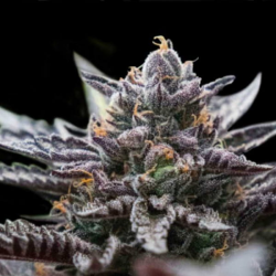 Double Stuffed Sorbet semillas DNA Seeds DNA GENETICS DNA GENETICS