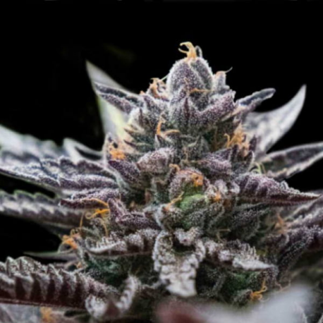 Double Stuffed Sorbet semillas DNA Seeds DNA GENETICS DNA GENETICS