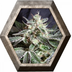 Black Jack 3 semillas Sweet seeds SWEET SEEDS  SWEET SEEDS