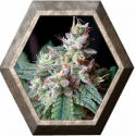 Cream Caramel 3 semillas Sweet seeds