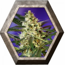 Fast Bud Auto 3 semillas Sweet seeds SWEET SEEDS  SWEET SEEDS