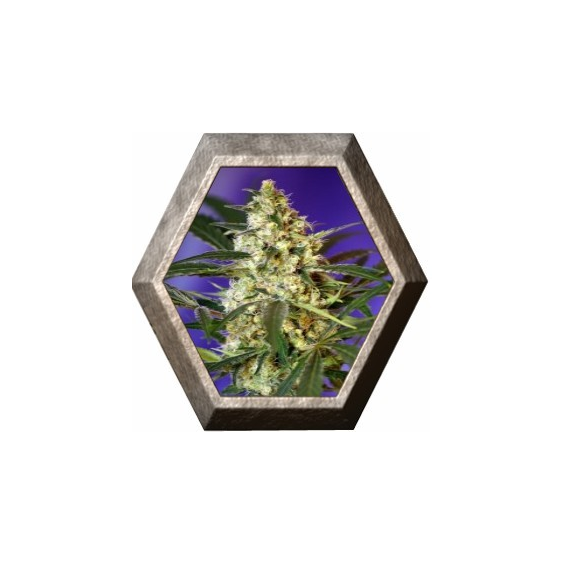 Fast Bud Auto 3 semillas Sweet seeds SWEET SEEDS  SWEET SEEDS