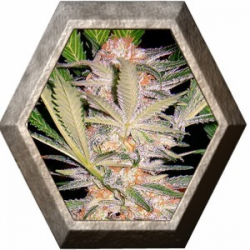 S.A.D. 3 semillas Sweet seeds SWEET SEEDS  SWEET SEEDS