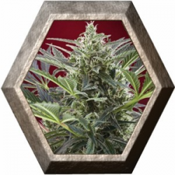 Cream 47 3 semillas Sweet Seeds SWEET SEEDS  SWEET SEEDS