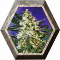 Fast Bud 2 Auto 3 semillas Sweet seeds