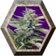 S.A.D. Auto 3 semillas Sweet seeds SWEET SEEDS  SWEET SEEDS