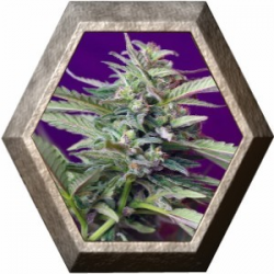 S.A.D. Auto 3 semillas Sweet seeds SWEET SEEDS  SWEET SEEDS