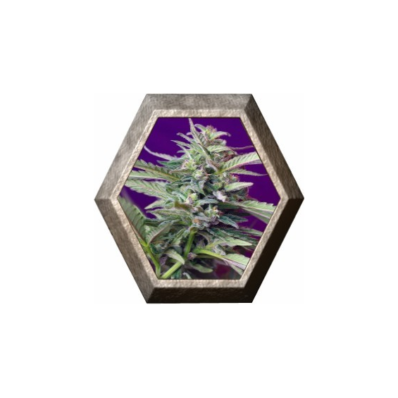 S.A.D. Auto 3 semillas Sweet seeds SWEET SEEDS  SWEET SEEDS