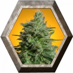 Delahaze 3 semillas Paradise Seeds PARADISE SEEDS PARADISE SEEDS