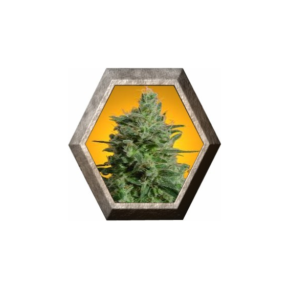 Delahaze 3 semillas Paradise Seeds PARADISE SEEDS PARADISE SEEDS
