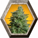 Delahaze 3 semillas Paradise Seeds