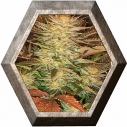 Ice Cream 3 semillas Paradise seeds PARADISE SEEDS PARADISE SEEDS