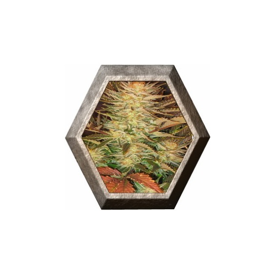 Ice Cream 3 semillas Paradise seeds PARADISE SEEDS PARADISE SEEDS