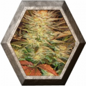 Ice Cream 3 semillas Paradise seeds