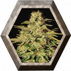 Jacky White 3 semillas Paradise seeds  PARADISE SEEDS PARADISE SEEDS