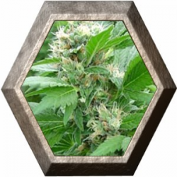 Magic Bud 3 semillas Paradise Seeds PARADISE SEEDS PARADISE SEEDS