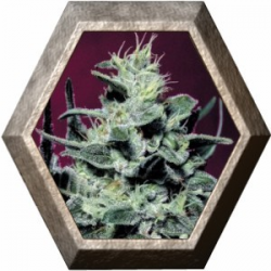 Nebula 3 semillas Paradise Seeds PARADISE SEEDS PARADISE SEEDS