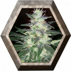 Sensi Star 3 semillas Paradise Seeds PARADISE SEEDS PARADISE SEEDS