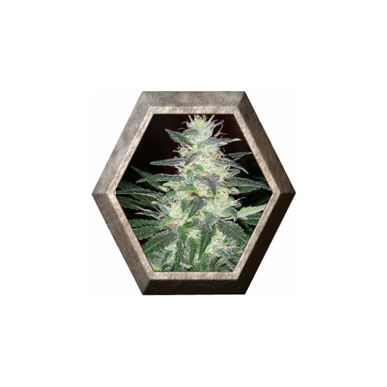 Sensi Star 3 semillas Paradise Seeds PARADISE SEEDS PARADISE SEEDS