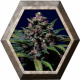 Sweet Purple 3 semillas Paradise seeds PARADISE SEEDS PARADISE SEEDS