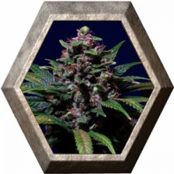 Sweet Purple 3 semillas Paradise seeds PARADISE SEEDS PARADISE SEEDS