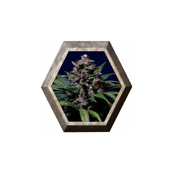 Sweet Purple 3 semillas Paradise seeds PARADISE SEEDS PARADISE SEEDS