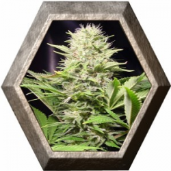 Wappa 3 semillas Paradise seeds PARADISE SEEDS PARADISE SEEDS