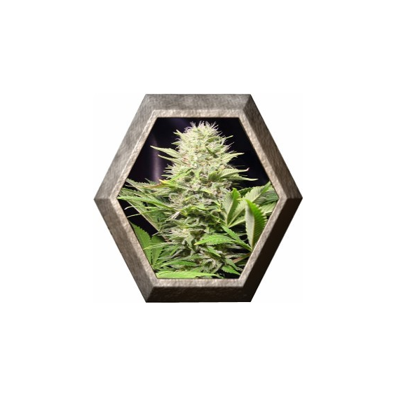 Wappa 3 semillas Paradise seeds PARADISE SEEDS PARADISE SEEDS