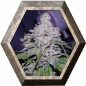 White Berry  3 semillas Paradise seeds 